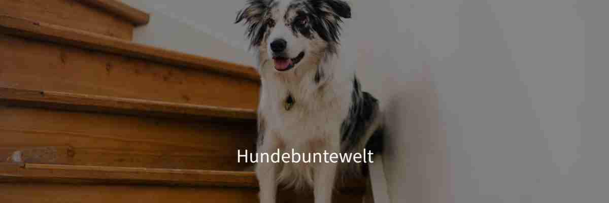 Hundebuntewelt