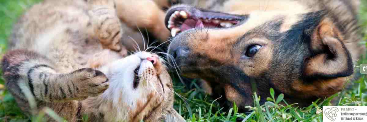petadvice